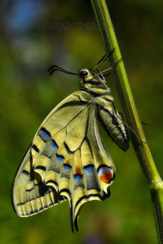 Vidlochvost feniklový /Papilio machaon/ I.