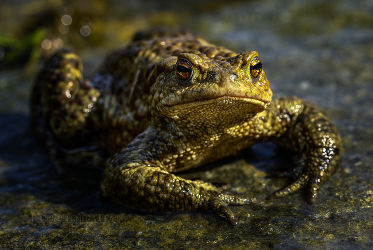 Ropucha bradavičnatá (Bufo bufo)