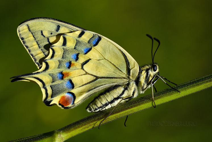 Vidlochvost feniklový /Papilio machaon/ II.