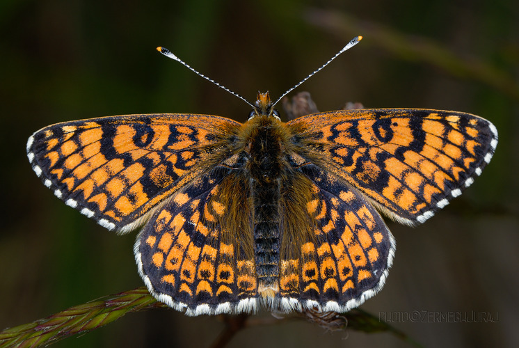 Hnedáčik mriežkovaný - Melitaea cinxia