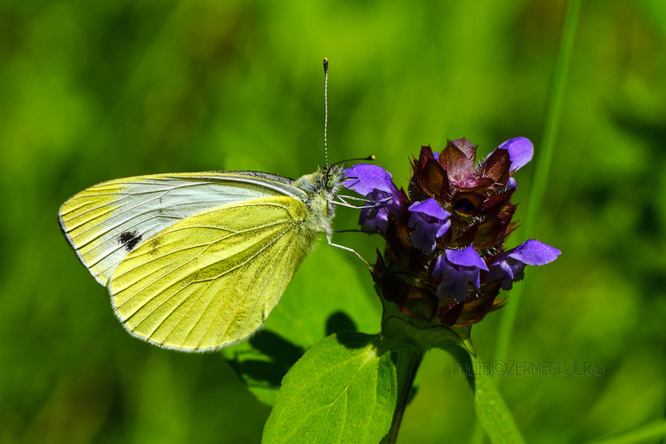Mlynárik repový /Pieris rapae/