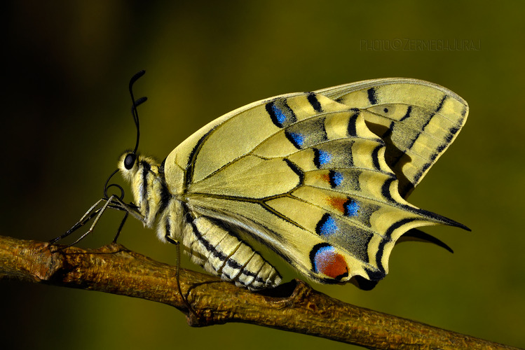 Vidlochvost feniklový /Papilio machaon/ III.