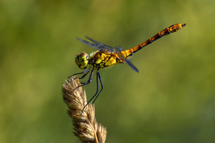 Vážka červená /Sympetrum sanguineum/