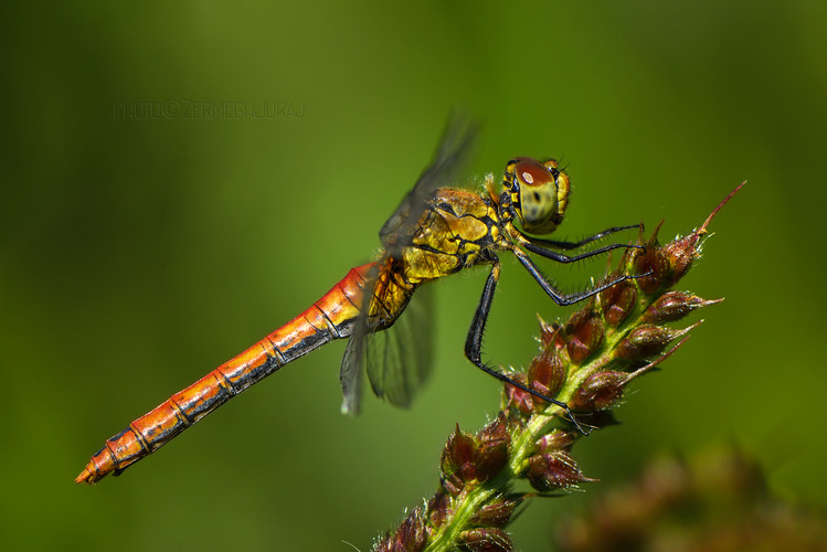 Vážka červená /Sympetrum sanguineum/ II.