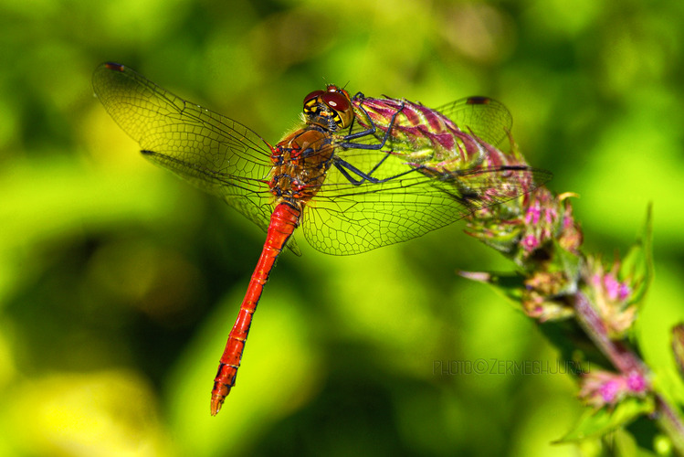 Vážka červená /Sympetrum sanguineum/ III.
