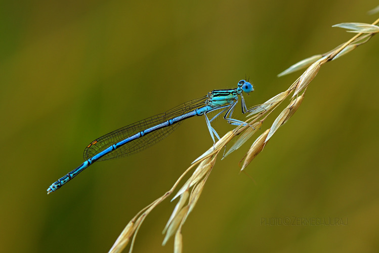 Šidielko ploskonohé /Platycnemis pennipes/
