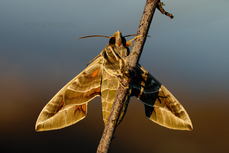 Lišaj orgovánový  /Sphinx ligustri/