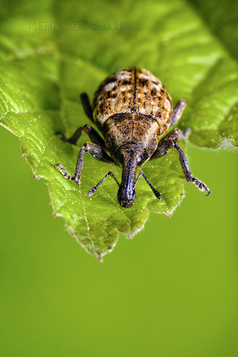 Nosánik /z čeľade Curculionidae/