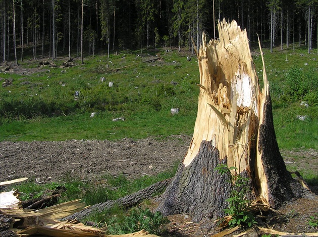 Žiarska dolina - vietor zdolal aj takéto stromy..