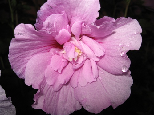 Ružový kvet Ibyška.