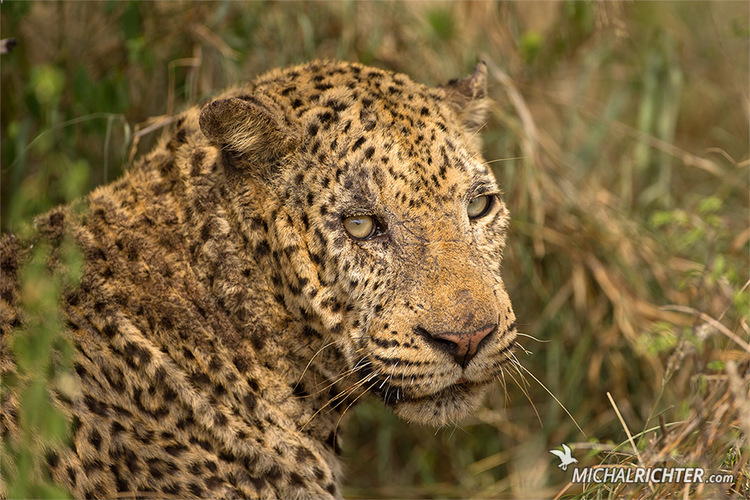 Panthera pardus (leopard africký)