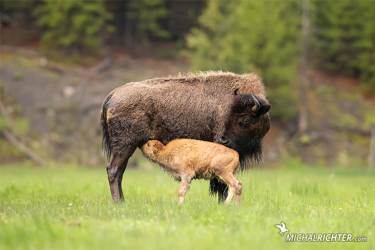 Bison bison (zubor americký)