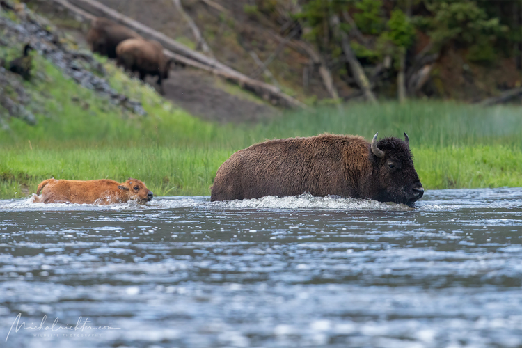 Bison bison (bizón prériový)