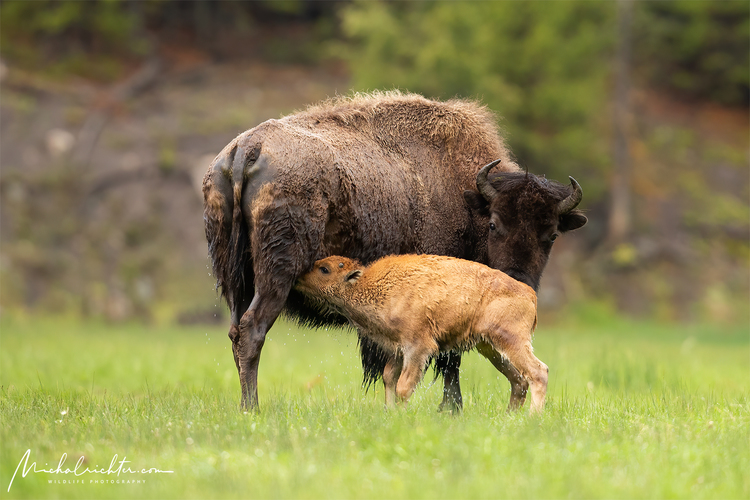 Bison bison (bizón prériový)