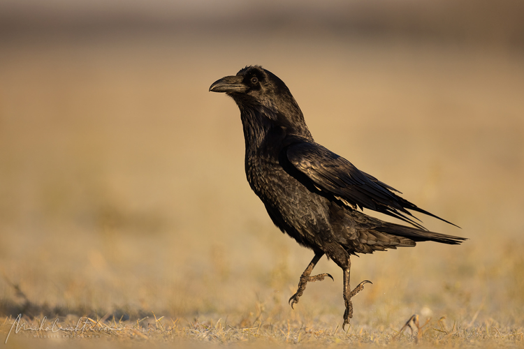 Corvus corax (krkavec čierny)
