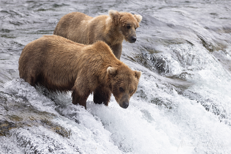 Ursus arctos horribilis (medveď grizly)