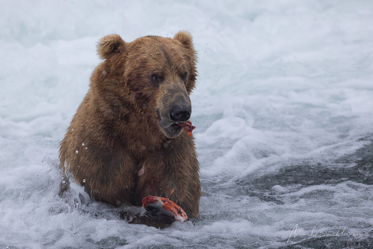 Ursus arctos horribilis (medveď grizly)