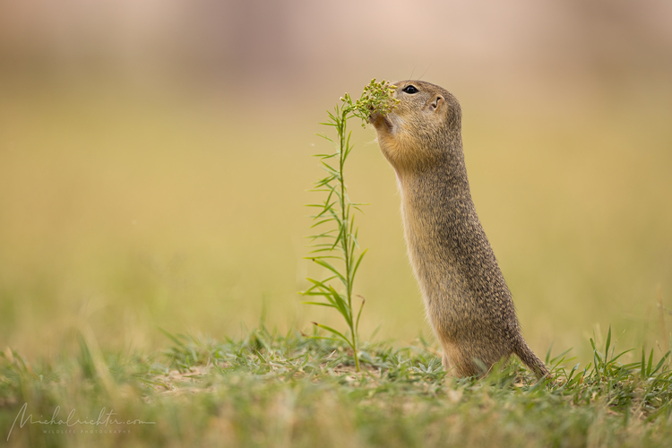 Spermophilus citellus (syseľ pasienkový)