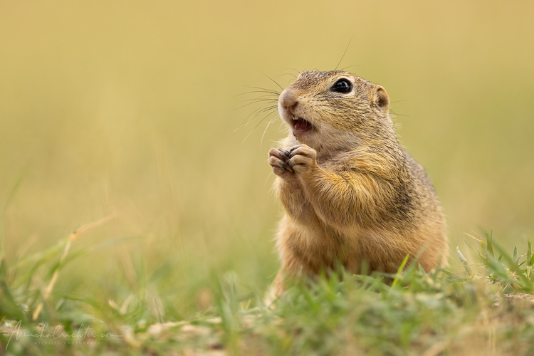 Spermophilus citellus (syseľ pasienkový)