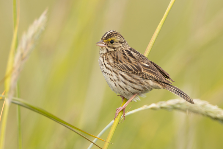 Passerculus sandwichensis (strnádlik trávový)