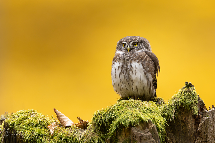 Glaucidium passerinum (kuvičok vrabčí)