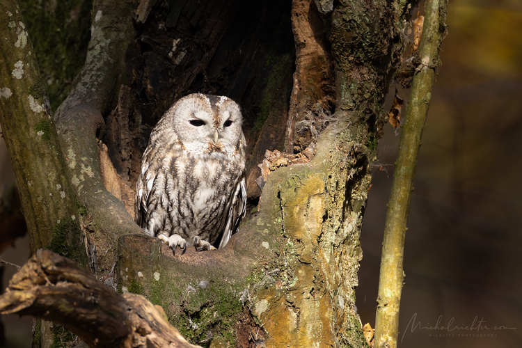 Strix aluco (sova obyčajná)