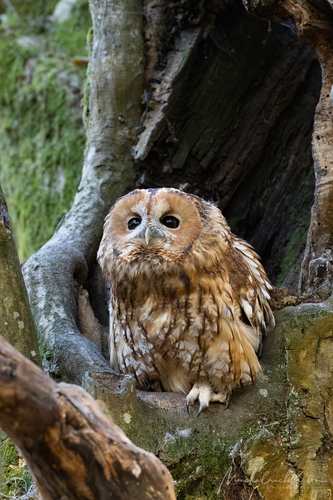 Strix aluco (sova obyčajná)