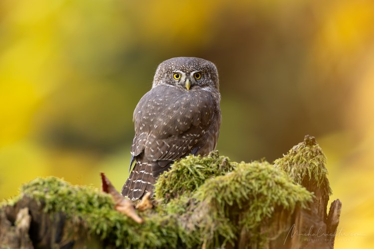 Glaucidium passerinum (kuvičok vrabčí)