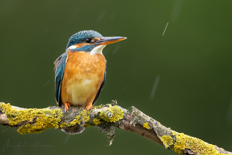 Alcedo atthis (rybárik riečny)