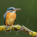 Alcedo atthis (rybárik riečny)