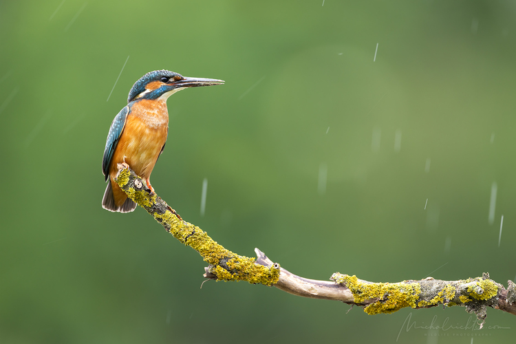 Alcedo atthis (rybárik riečny)