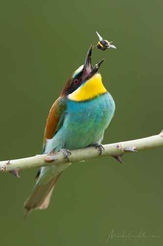 Merops apiaster (včelárik zlatý)