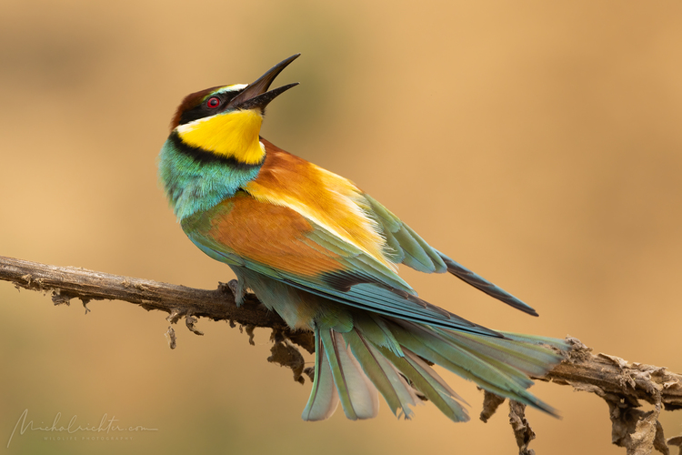 Merops apiaster (včelárik zlatý)