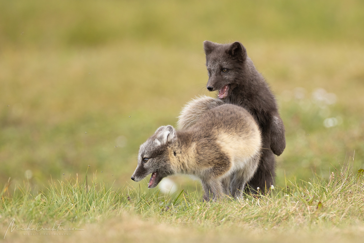 Vulpes lagopus (líška polárna)