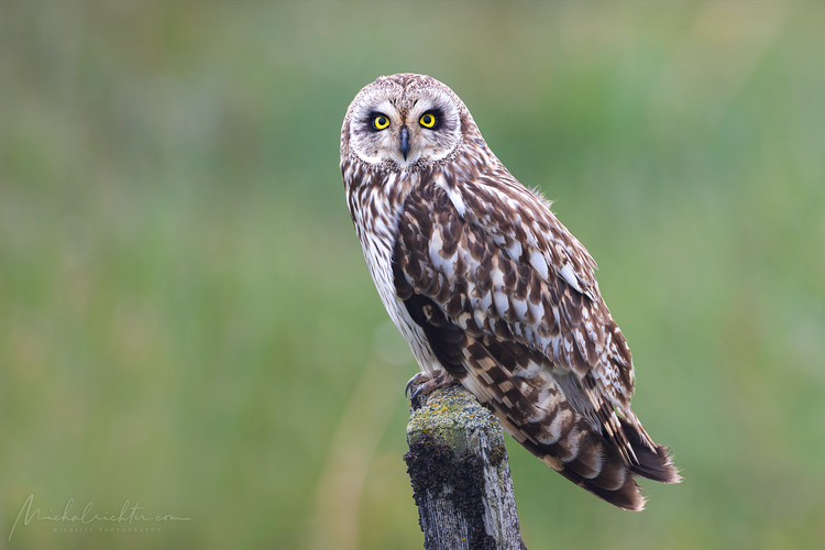 Asio flammeus (myšiarka močiarna)