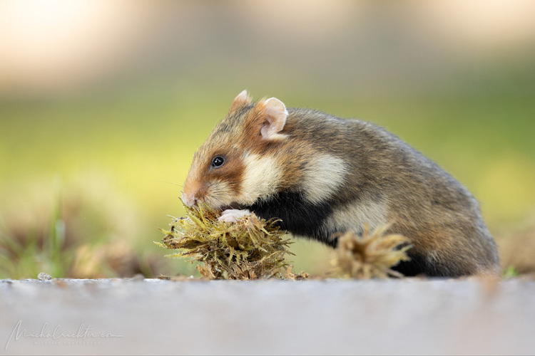 Cricetus cricetus (chrček poľný)