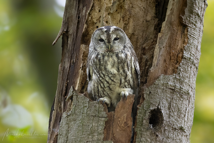 Strix aluco (sova obyčajná)