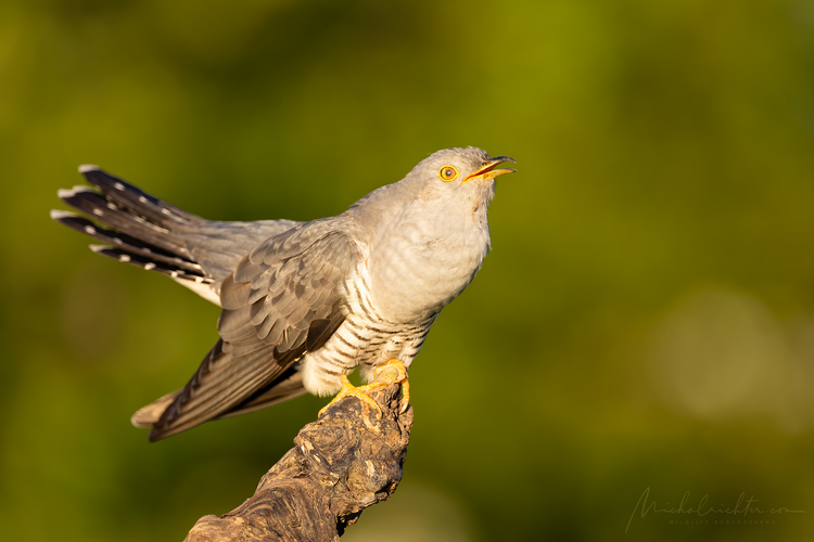 Cuculus canorus (kukučka jarabá)