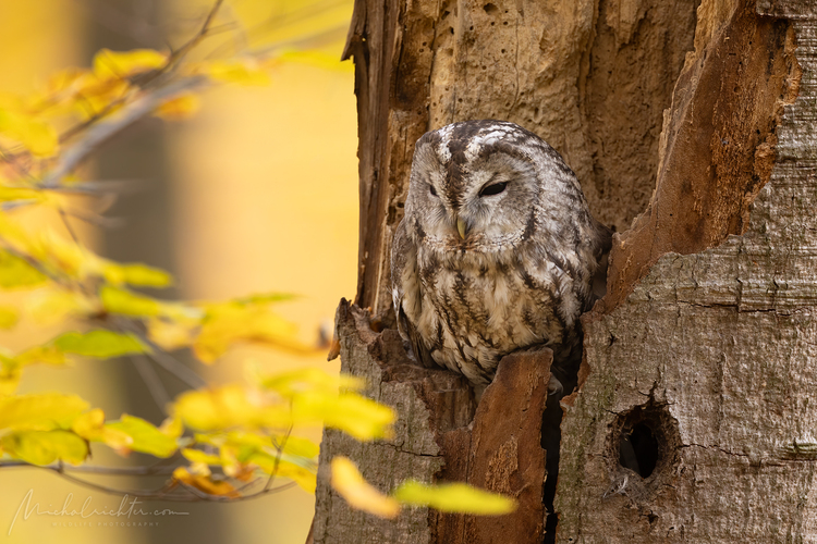 Strix aluco (sova obyčajná)
