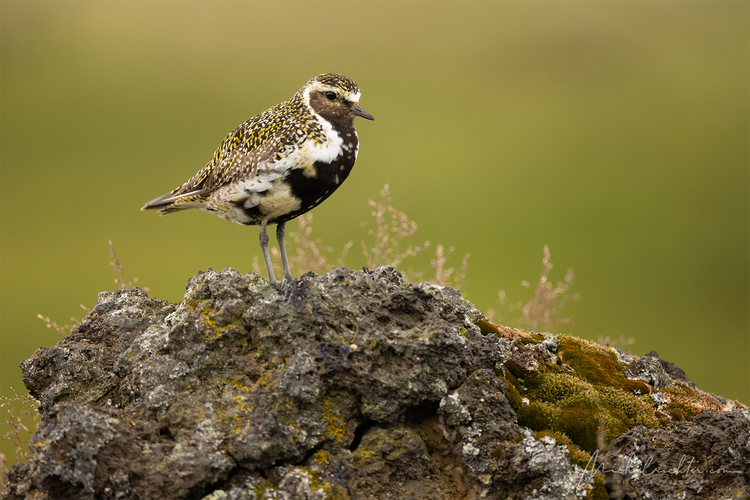 Pluvialis apricaria (kulík zlatý)