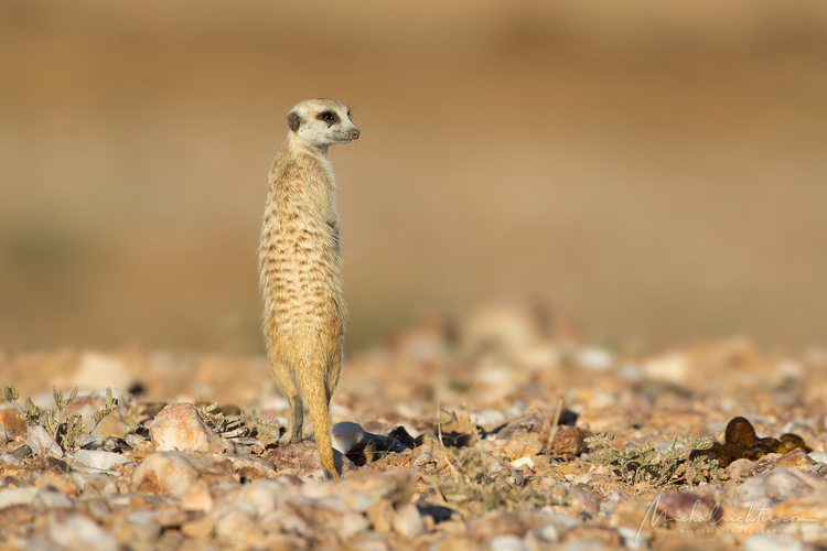 Suricata suricatta (surikata vlnkavá)