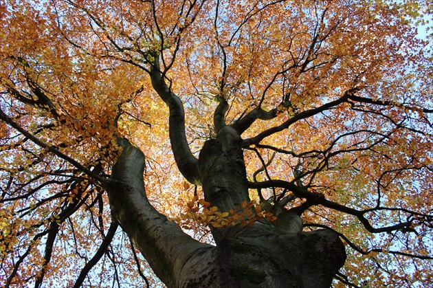 Jeseň jedného stromu