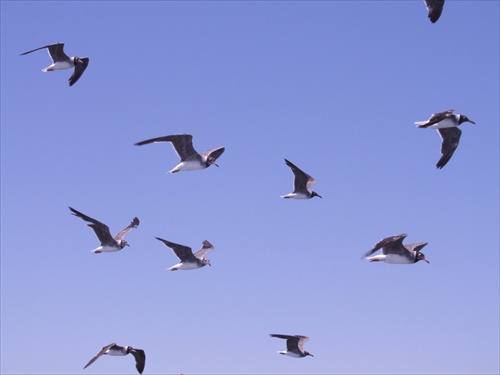 Vtáky nad Giftúnom - Červené more