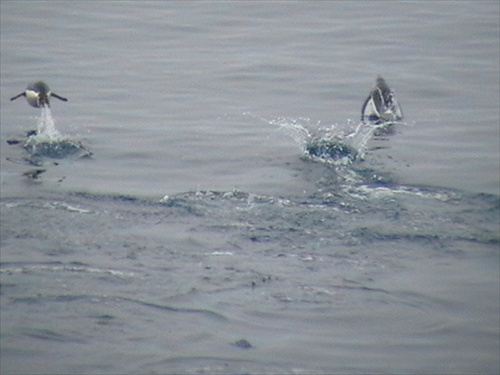 arktickí plavci