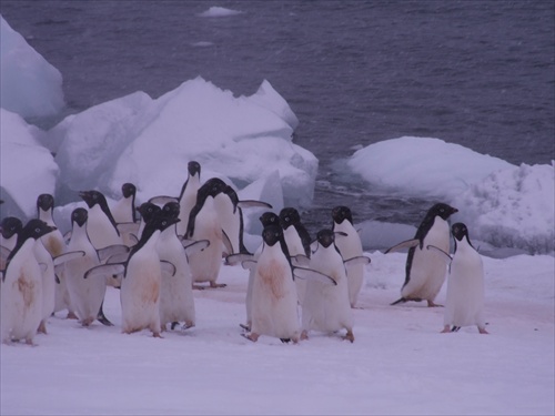 Pásikavý pinguíni