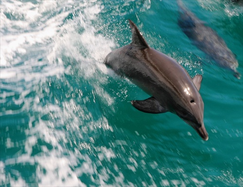 Delfin v nadychu