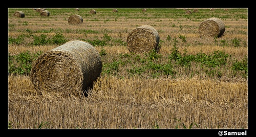 Žatva