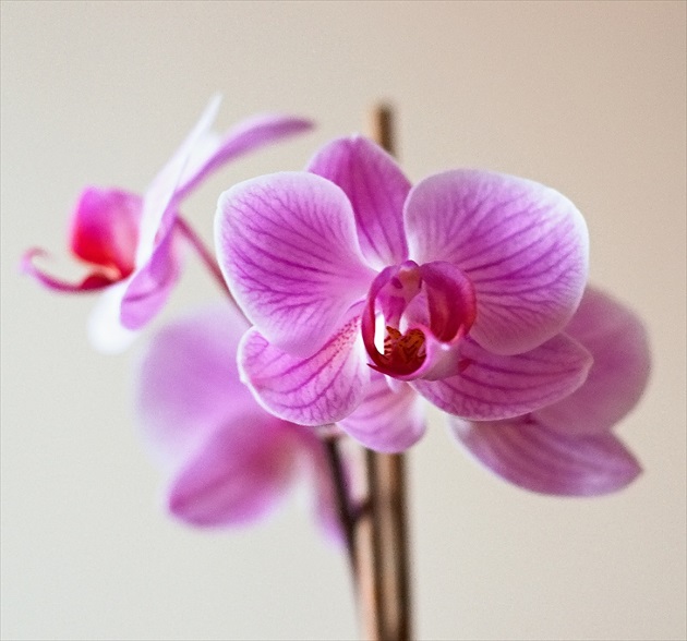 orchidka....