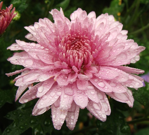 kvet po daždi