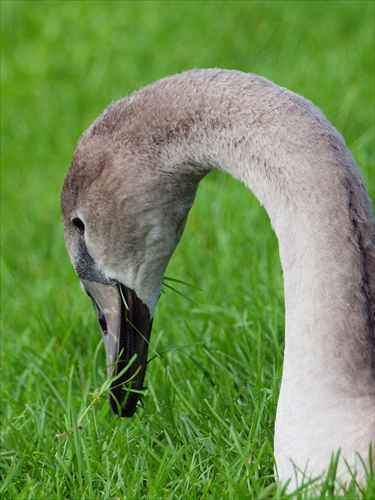 swan in grass